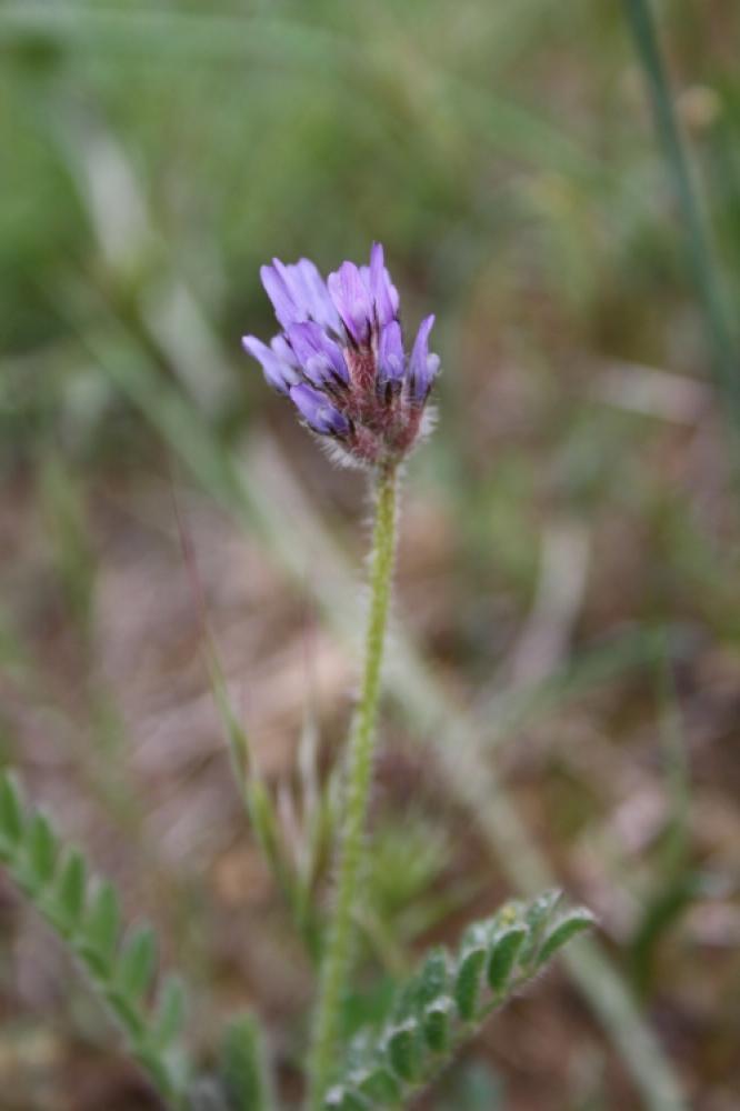 Astragale étoilé, Astragale en étoile Astragalus stella Gouan, 1773