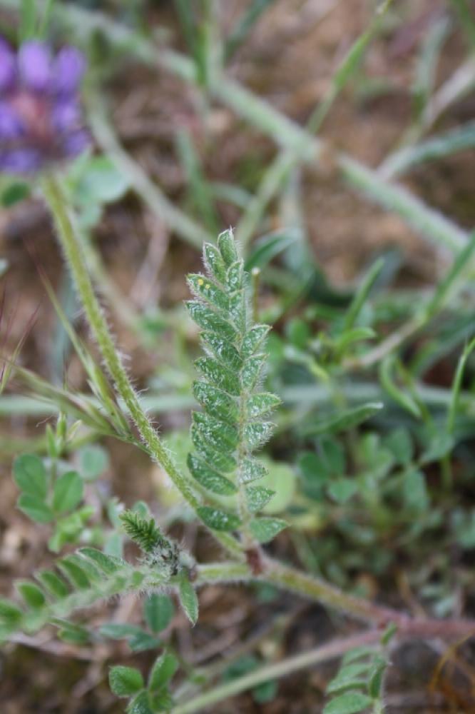 Astragale étoilé, Astragale en étoile Astragalus stella Gouan, 1773