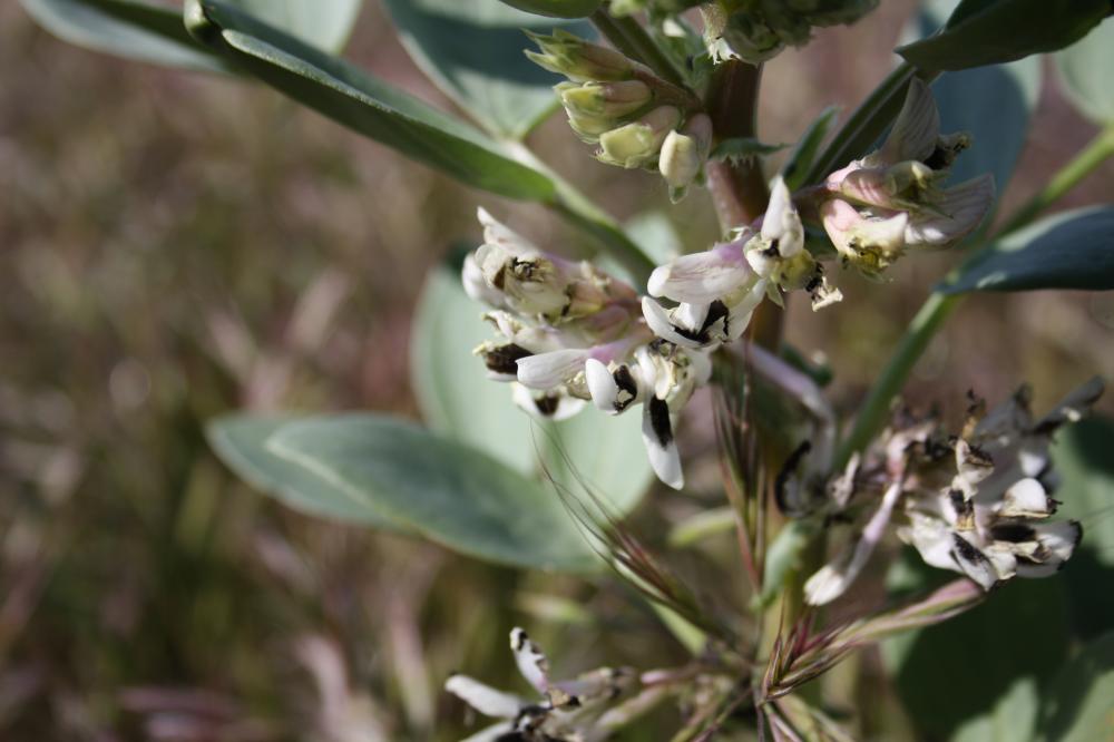Vesce Fève Vicia faba L., 1753