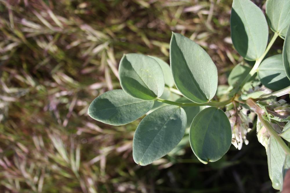 Vesce Fève Vicia faba L., 1753
