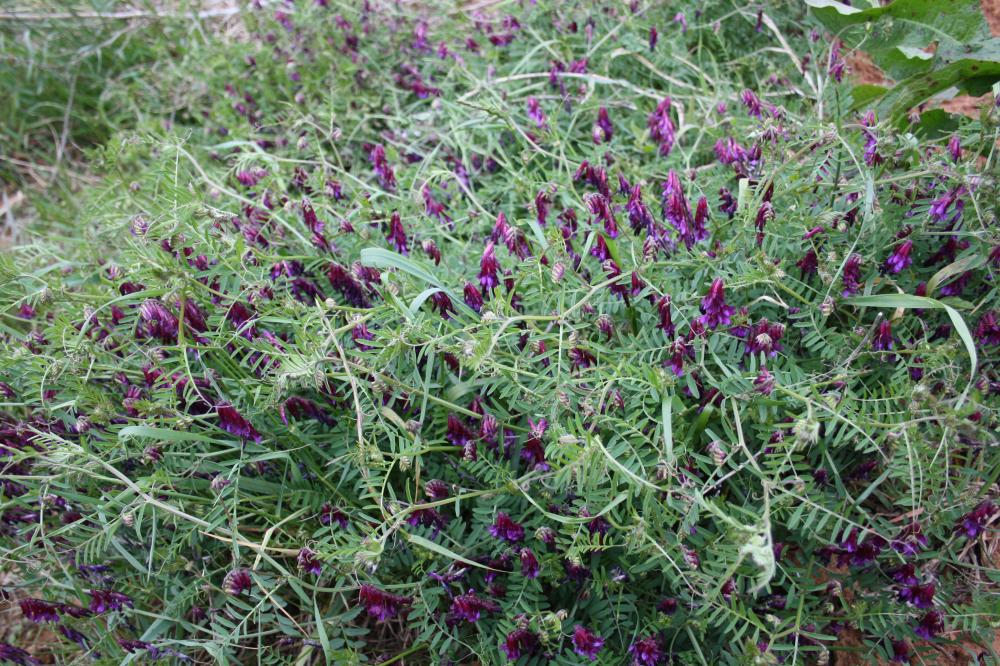Vesce à gousses velues Vicia dasycarpa Ten., 1829