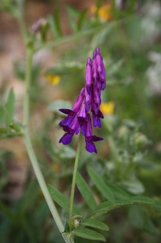 Vesce à gousses velues Vicia dasycarpa Ten., 1829