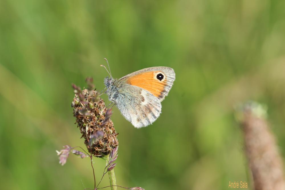 Fadet commun (Le), Procris (Le), Petit Papillon de Coenonympha pamphilus (Linnaeus, 1758)