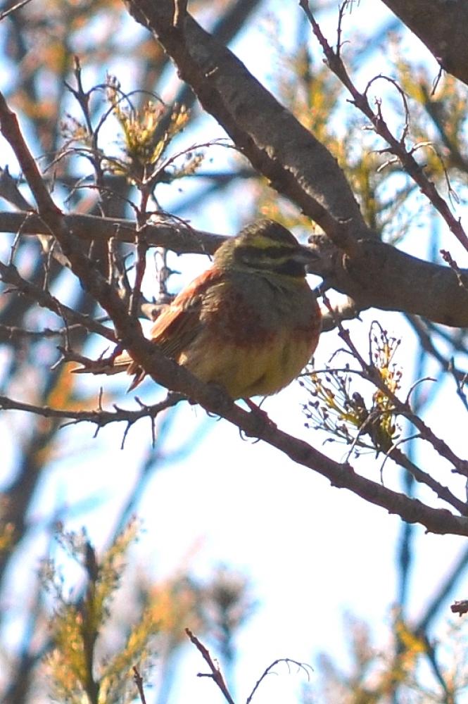 Bruant zizi Emberiza cirlus Linnaeus, 1758