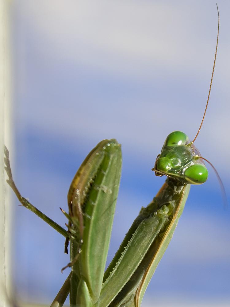 Mante religieuse Mantis religiosa (Linnaeus, 1758)