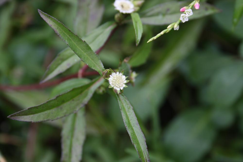 Éclipte blanche Eclipta prostrata (L.) L., 1771