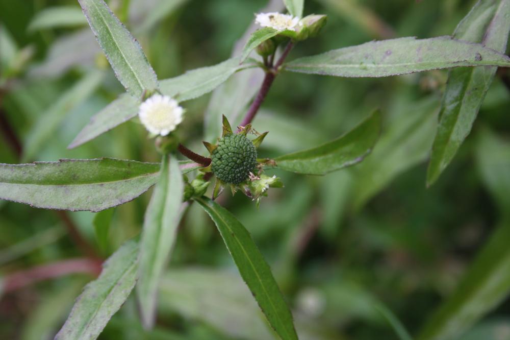Éclipte blanche Eclipta prostrata (L.) L., 1771