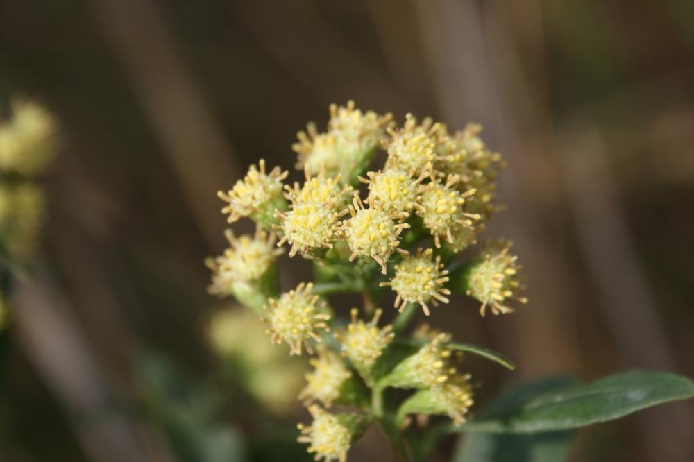 Séneçon en arbre, Baccharis à feuilles d'Halimione Baccharis halimifolia L., 1753