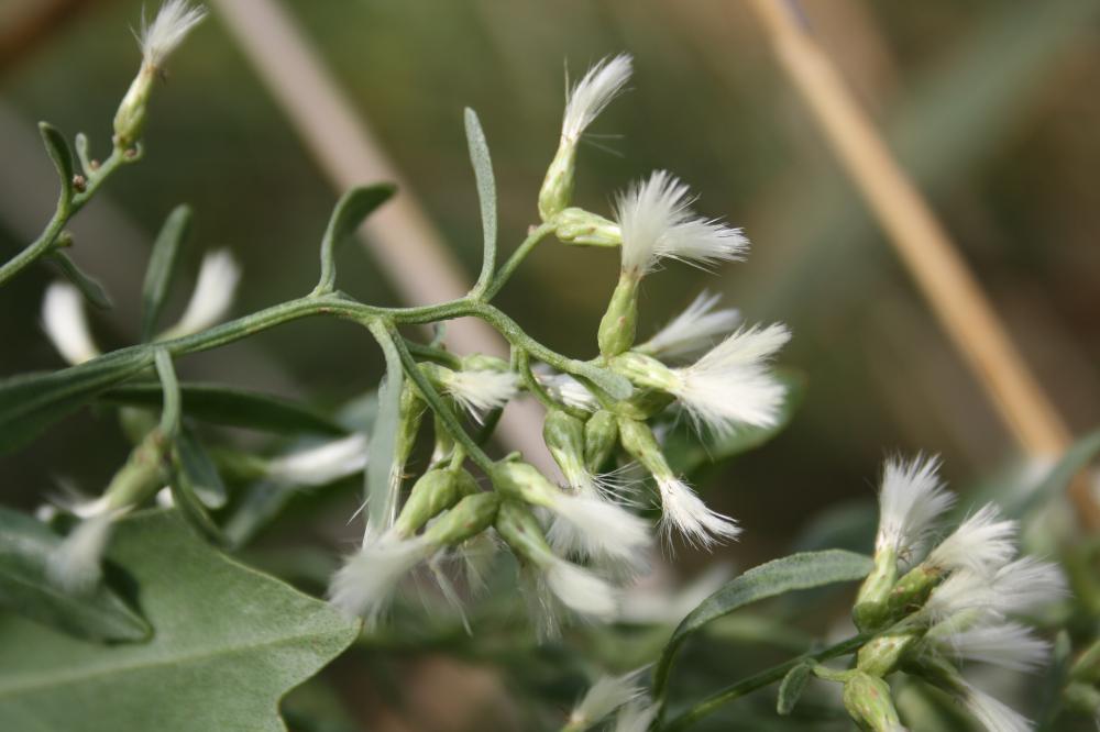 Séneçon en arbre, Baccharis à feuilles d'Halimione Baccharis halimifolia L., 1753