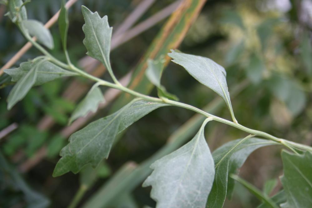 Séneçon en arbre, Baccharis à feuilles d'Halimione Baccharis halimifolia L., 1753