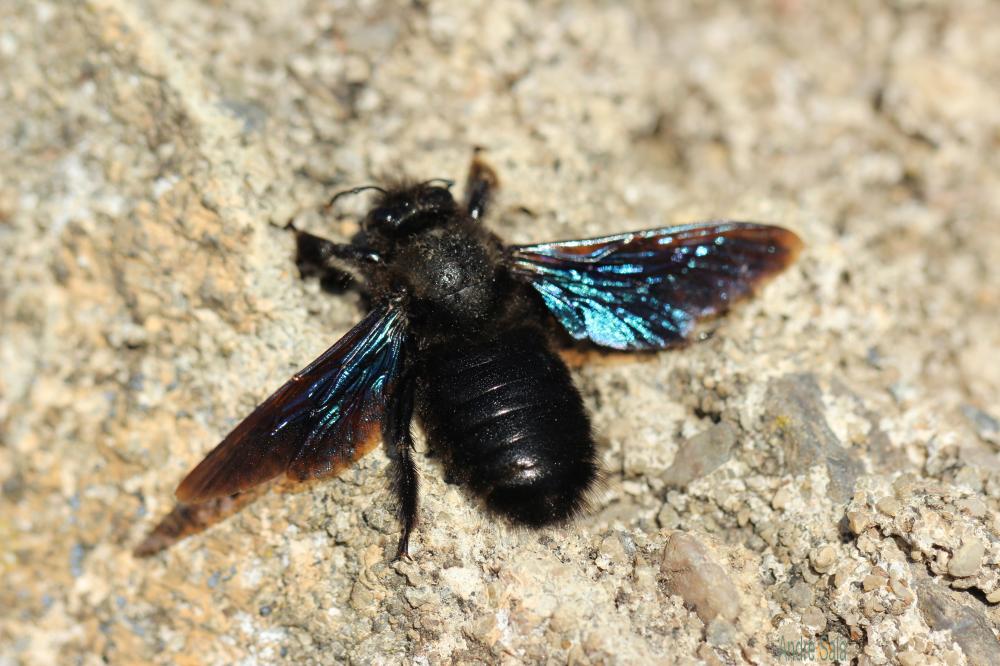 Abeille charpentière, Xylocope violet Xylocopa violacea (Linnaeus, 1758)