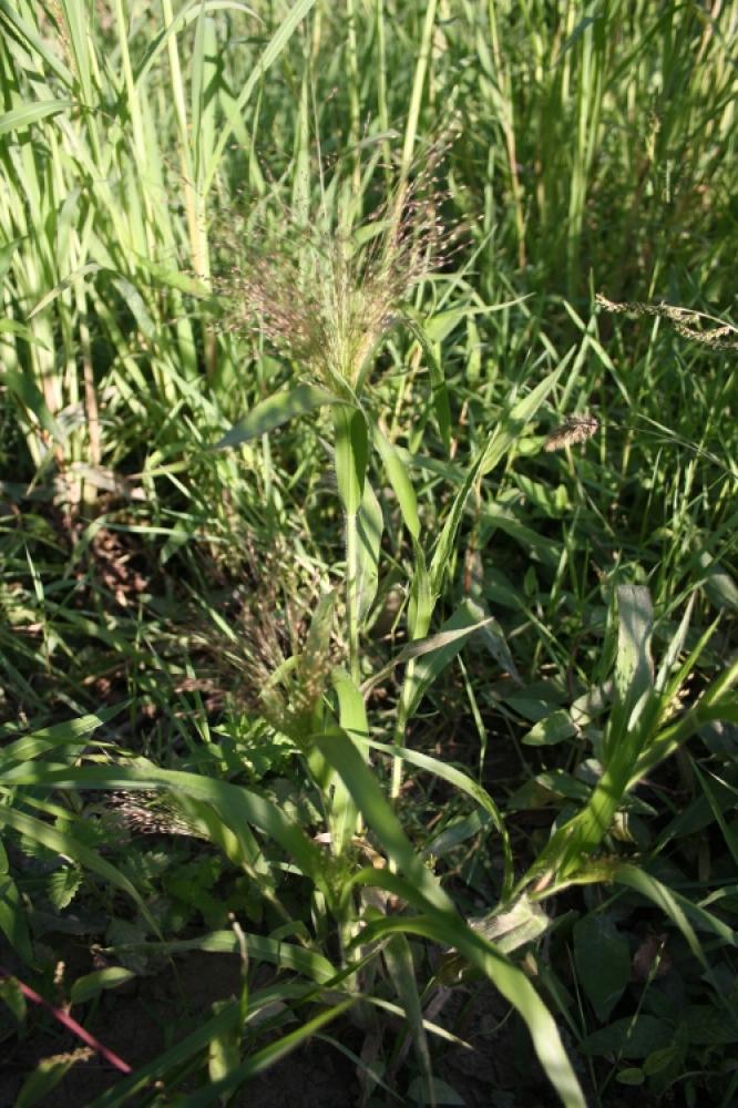 Panic capillaire Panicum capillare L., 1753