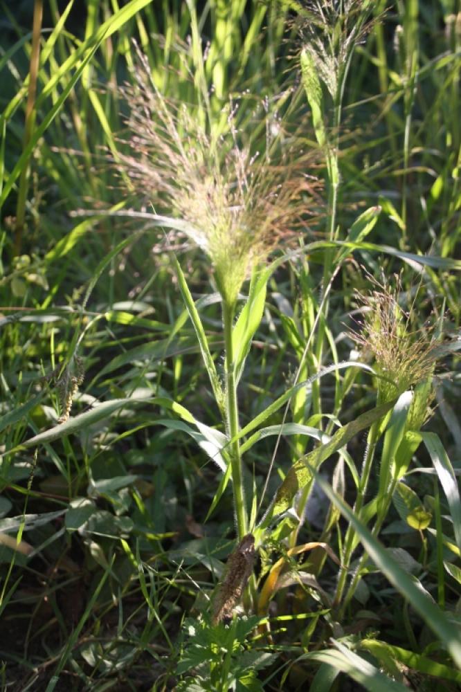 Panic capillaire Panicum capillare L., 1753