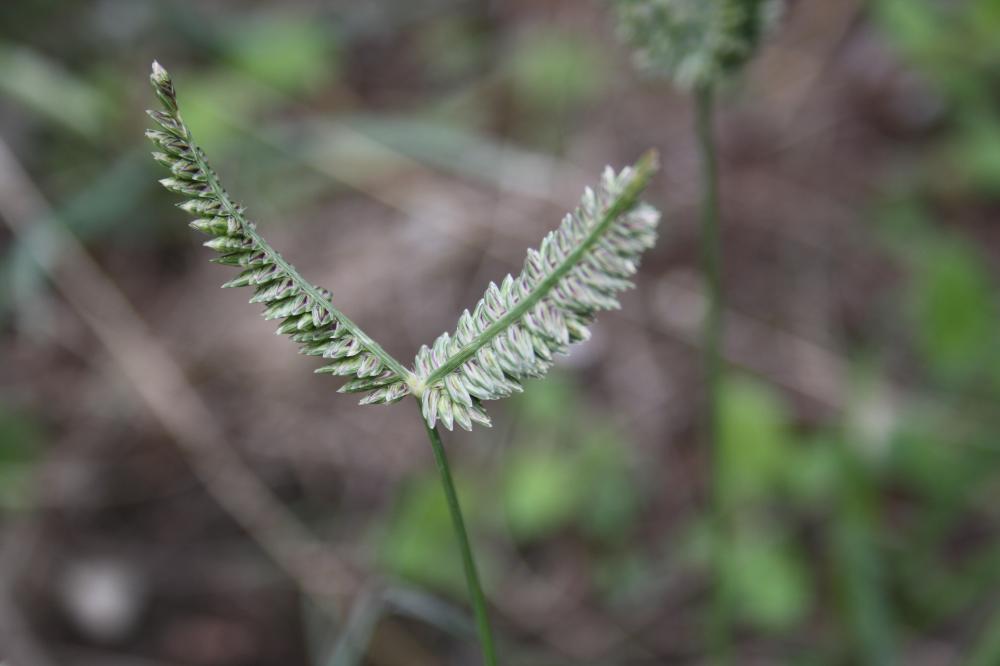  Eleusine tristachya (Lam.) Lam., 1792