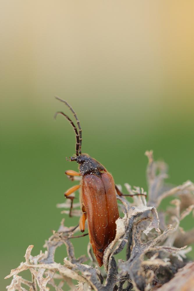 Cebrio gigas (Fabricius, 1787)