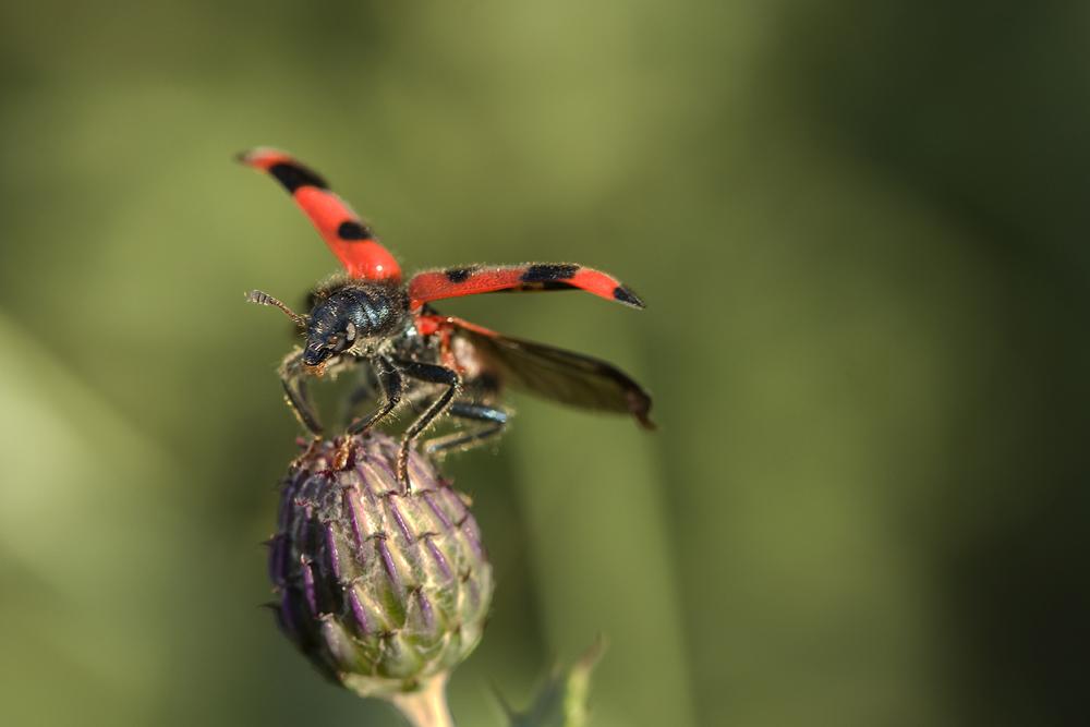 Clairon des abeilles Trichodes apiarius (Linnaeus, 1758)