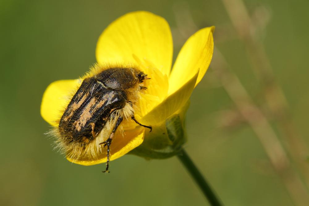  Tropinota hirta (Poda, 1761)