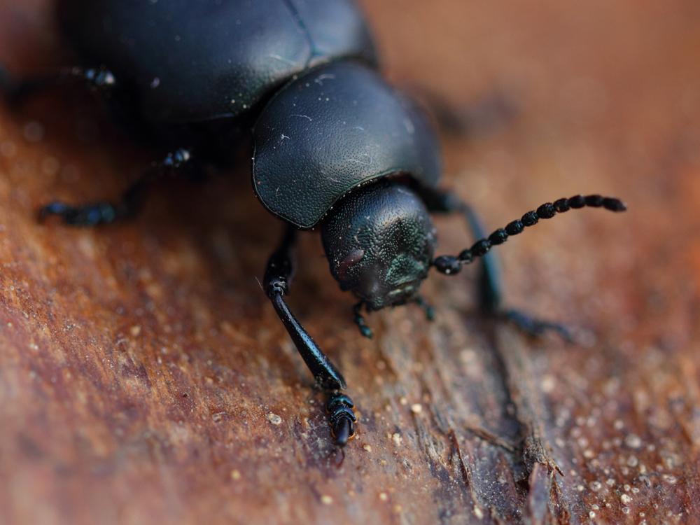 Crache-sang Timarcha tenebricosa (Fabricius, 1775)
