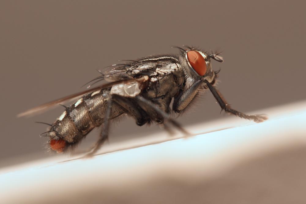 Mouche à damier, Mouche grise de la viande Sarcophaga carnaria (Linnaeus, 1758)