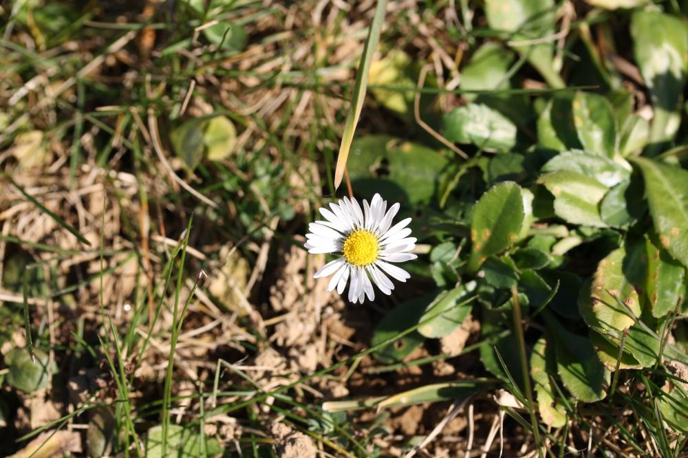 Pâquerette Bellis perennis L., 1753