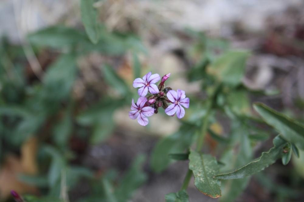 Plumbago d'Europe, Plombago Plumbago europaea L., 1753