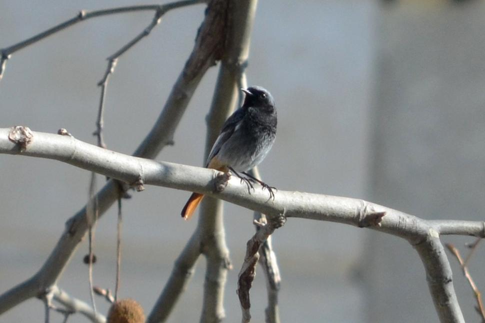 Rougequeue noir Phoenicurus ochruros (S. G. Gmelin, 1774)