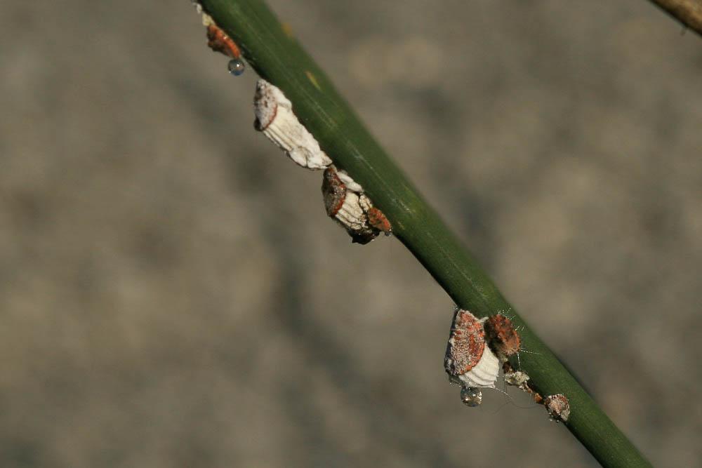 Cochenille australienne Icerya purchasi Maskell, 1879