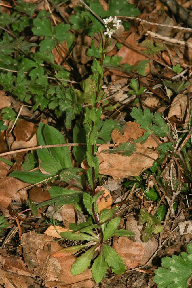 Arabette à fruits aplatis, Arabette des bois Arabis planisiliqua (Pers.) Rchb., 1838