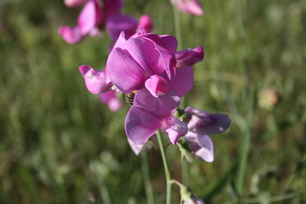 Gesse à larges feuilles, Pois vivace Lathyrus latifolius L., 1753