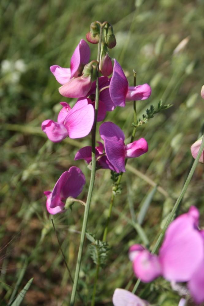 Gesse à larges feuilles, Pois vivace Lathyrus latifolius L., 1753
