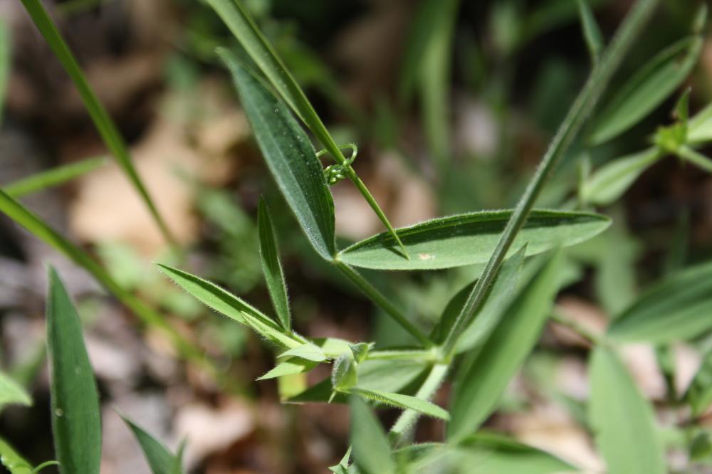 Gesse des prés Lathyrus pratensis L., 1753