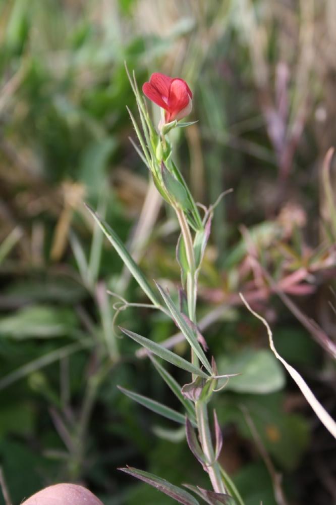 Gessette, Jarosse Lathyrus cicera L., 1753