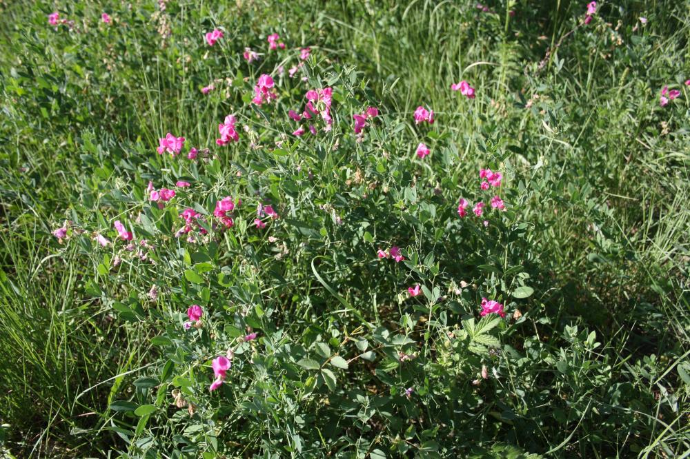 Macusson, Gland-de-terre Lathyrus tuberosus L., 1753