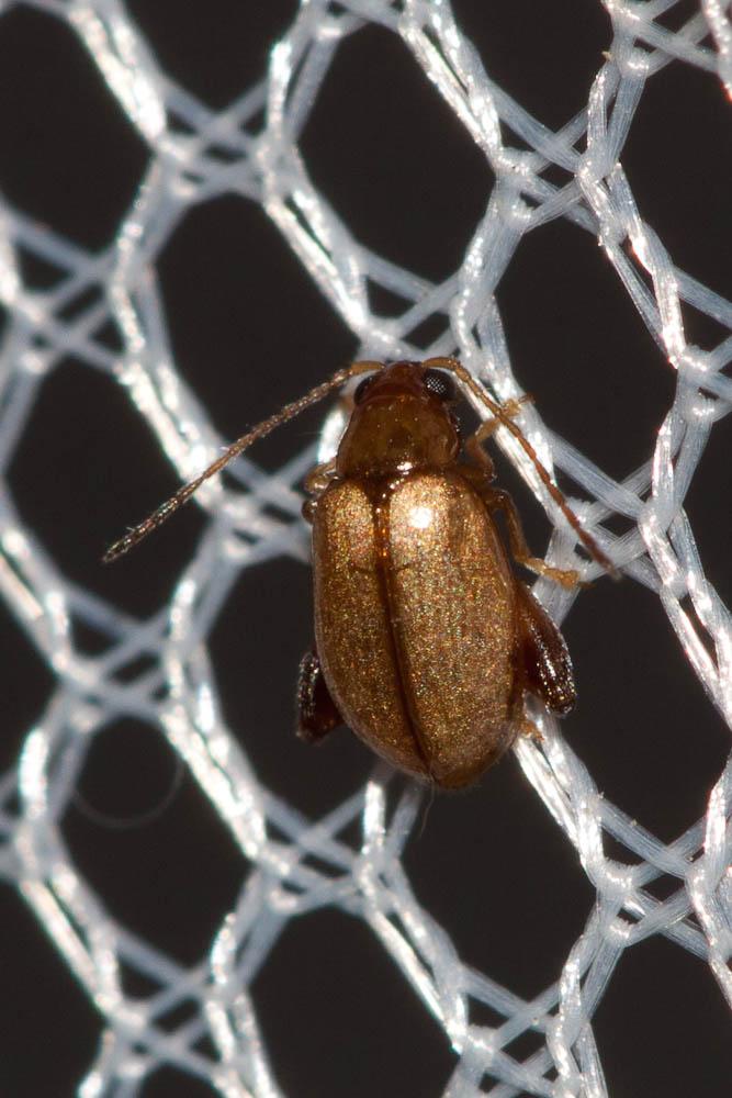 Longitarsus Latreille, 1829