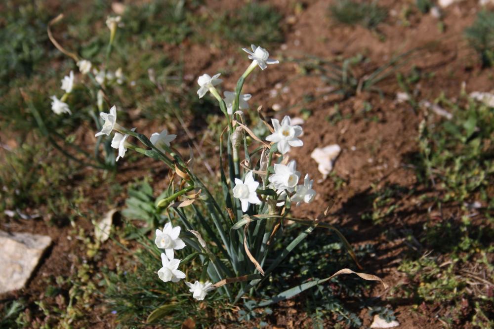 Narcisse douteux Narcissus dubius Gouan, 1773