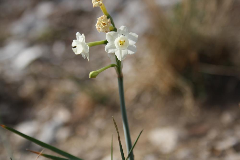 Narcisse douteux Narcissus dubius Gouan, 1773