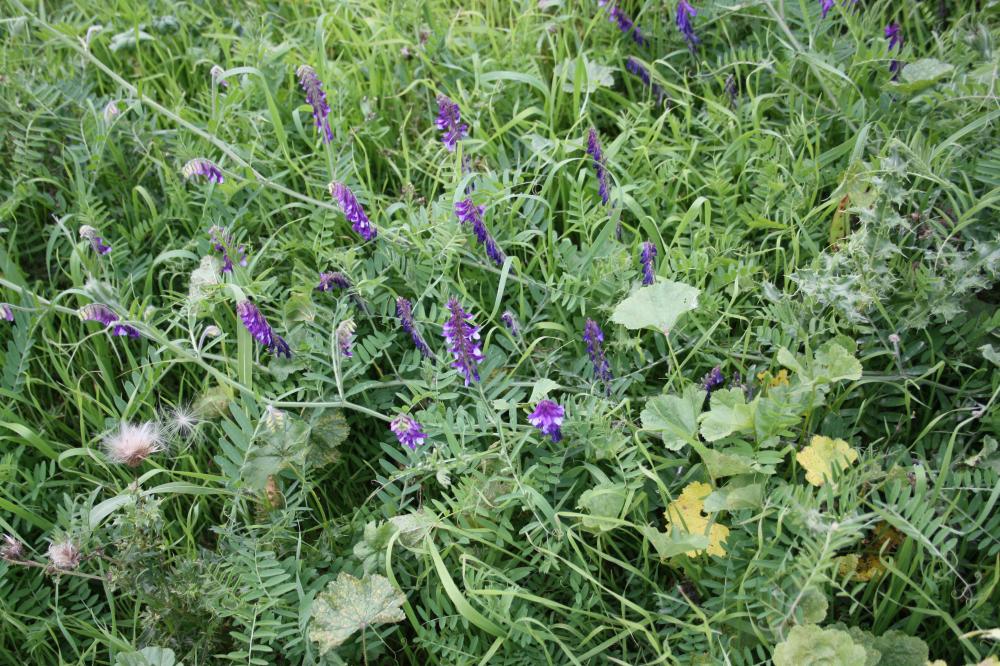 Vesce velue, Vesce des sables Vicia villosa Roth, 1793