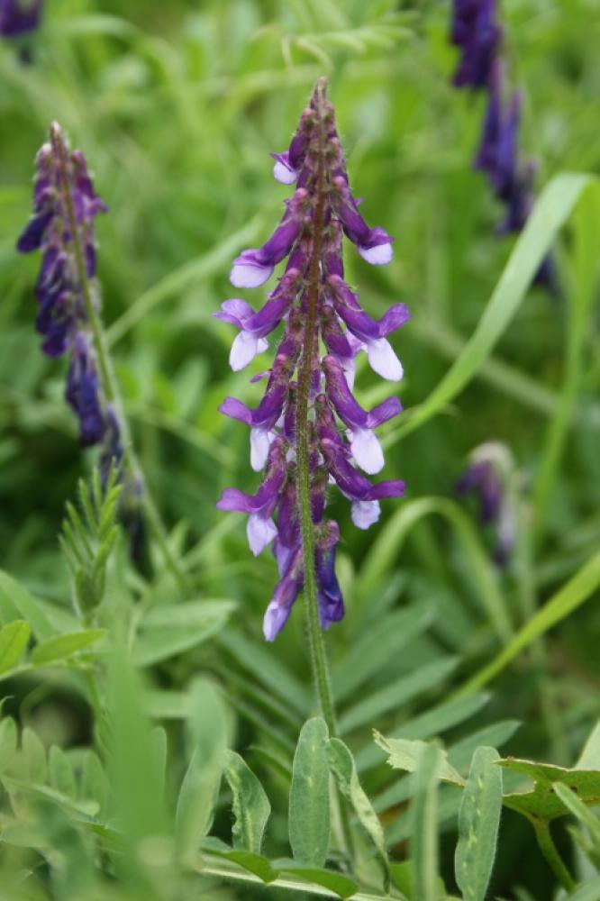 Vesce velue, Vesce des sables Vicia villosa Roth, 1793