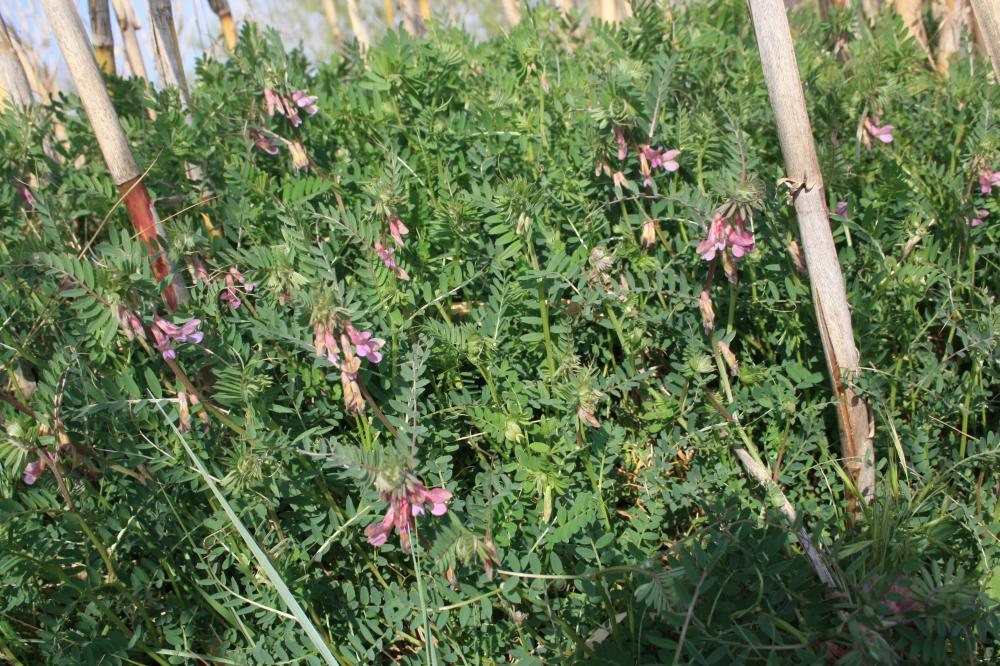 Vesce striée Vicia pannonica var. purpurascens (DC.) Ser., 1825