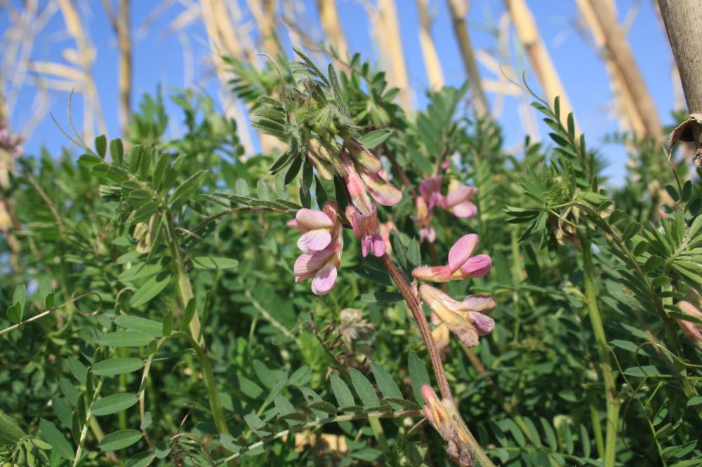 Vesce striée Vicia pannonica var. purpurascens (DC.) Ser., 1825