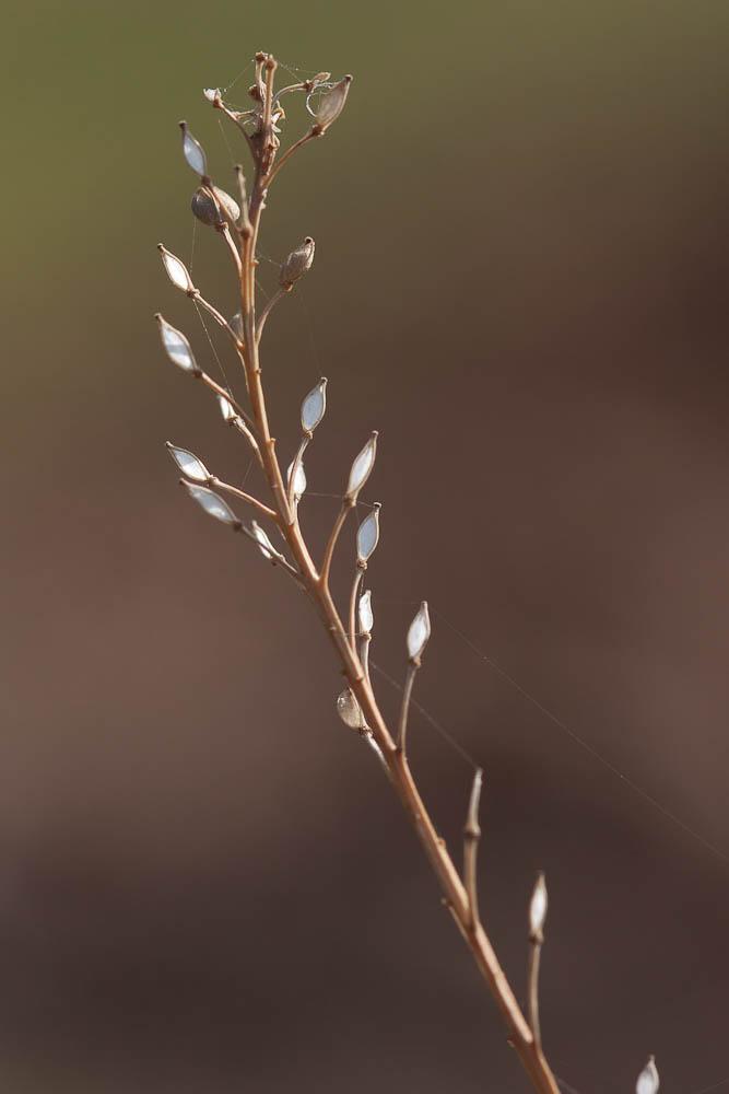 Passerage à feuilles de graminée Lepidium graminifolium L., 1759