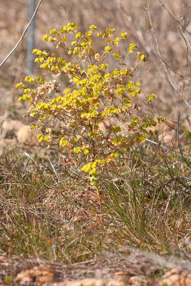 Euphorbe des moissons Euphorbia segetalis L., 1753