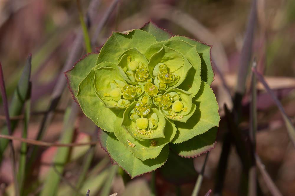 Euphorbe réveil matin, Herbe aux verrues Euphorbia helioscopia L., 1753