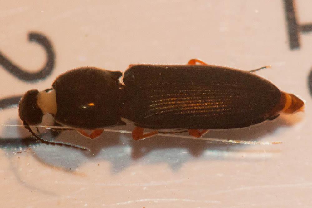 Taupin noir à pattes fauves Cardiophorus rufipes (Goeze, 1777)