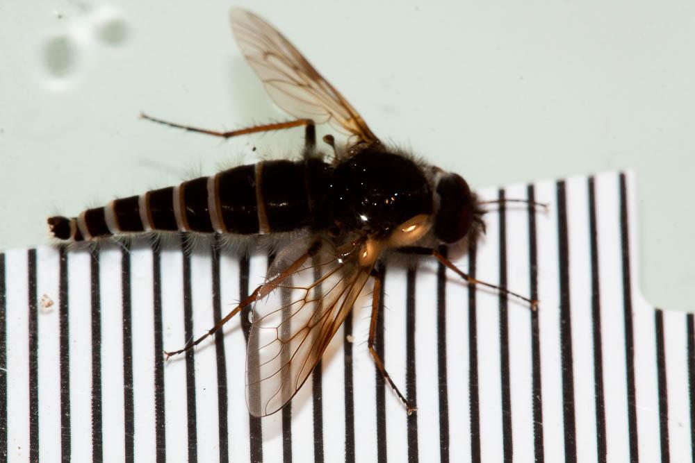 Mouches, Moustiques, Cousins Diptera Linnaeus, 1758