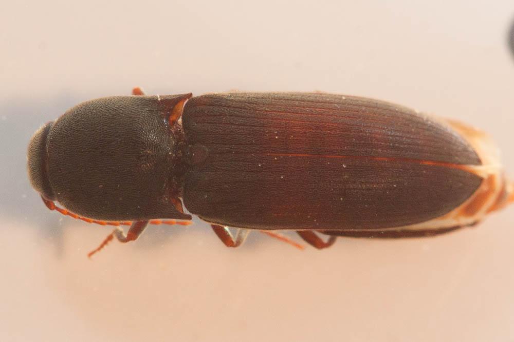 Agriotes sordidus (Illiger, 1807)