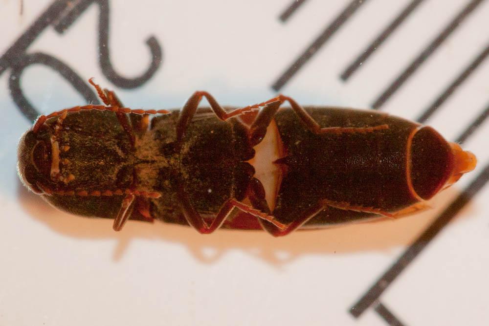  Agriotes sordidus (Illiger, 1807)