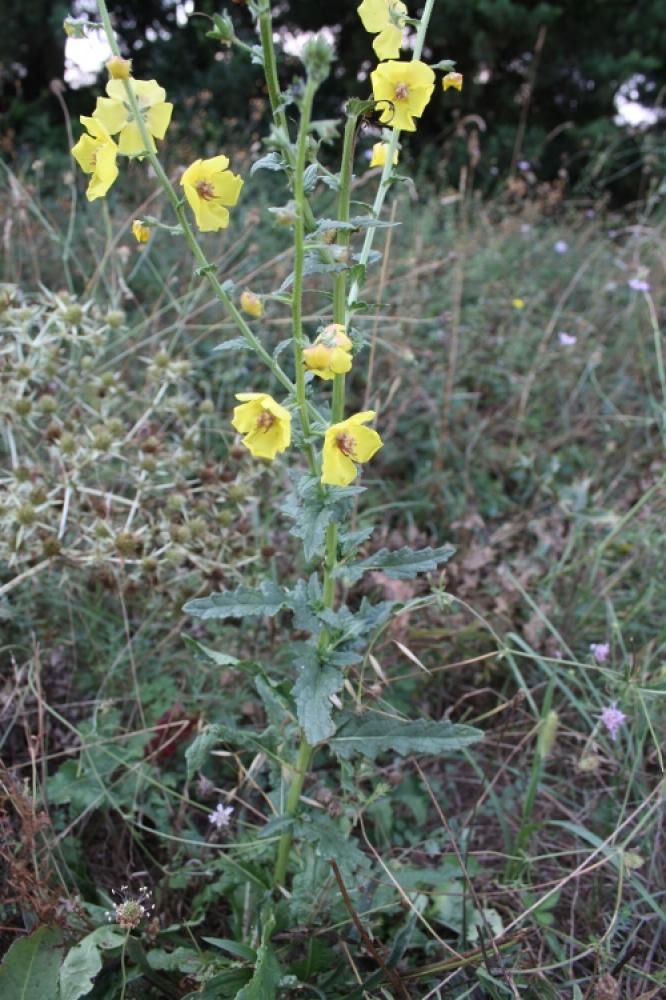 Molène blattaire, Herbe aux mites Verbascum blattaria L., 1753
