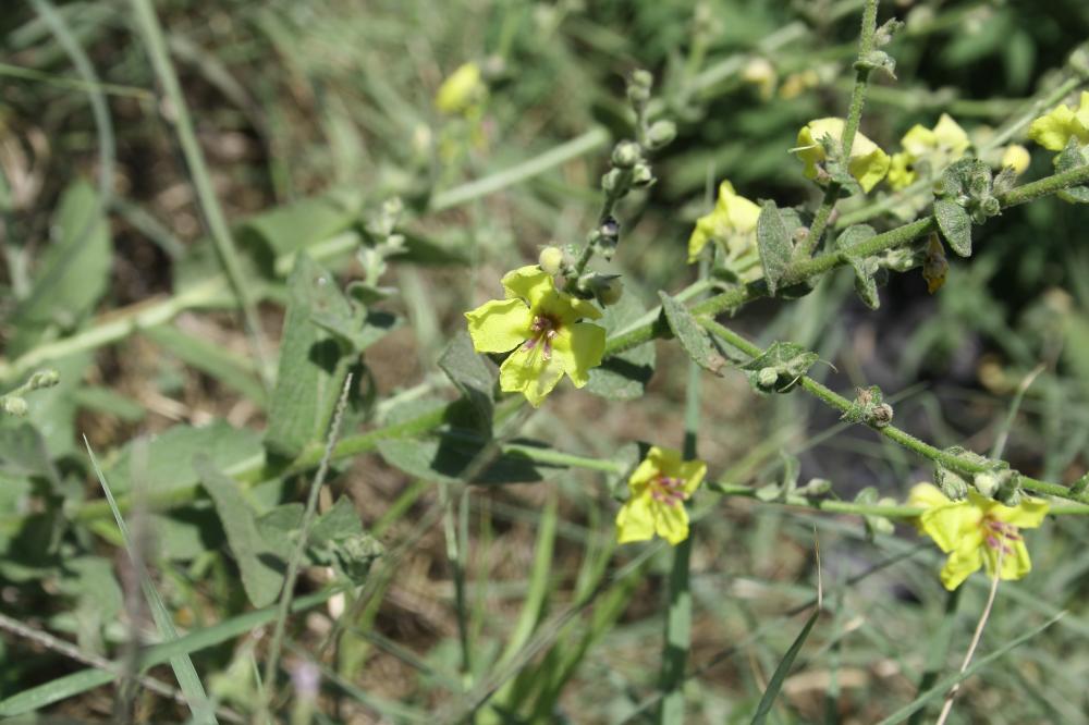 Molène blattaire, Herbe aux mites Verbascum blattaria L., 1753