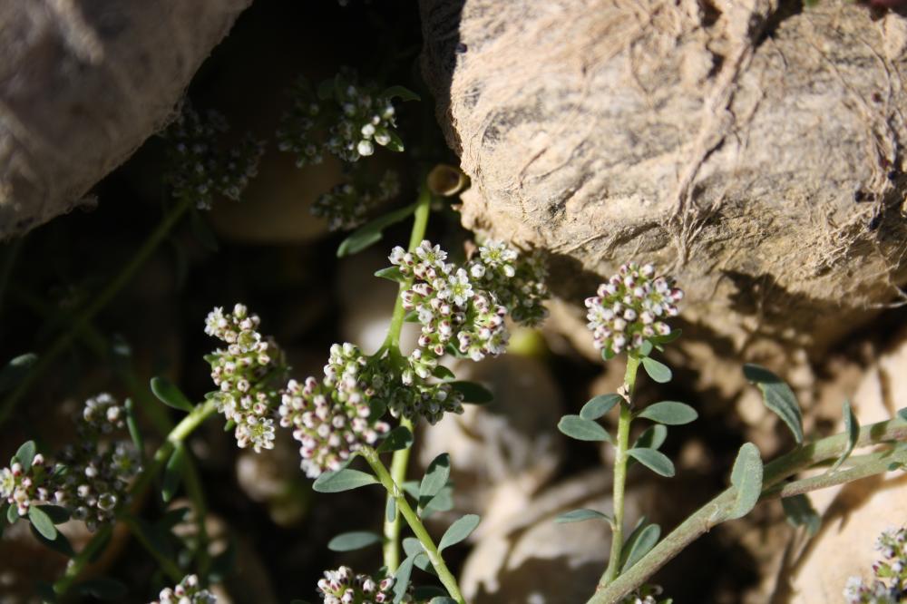 Corrigiole des grèves, Courroyette des sables Corrigiola littoralis L., 1753